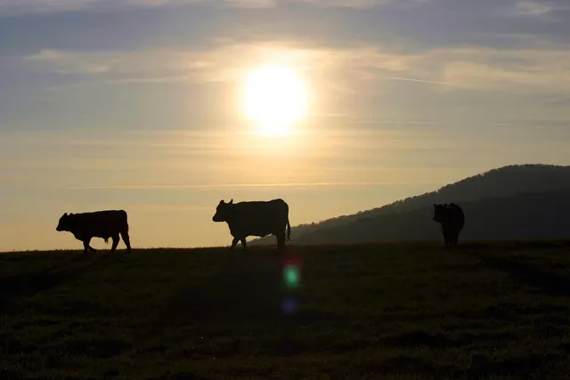 Agroturystyka u Joli